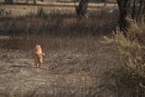 Fauna